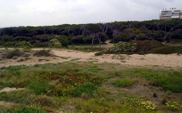 Dunas y pineda de Llevant Mar (nord de Gavà Mar), al fons es veu Bermar Park